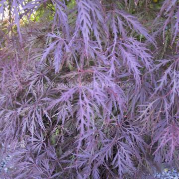 Acer palmatum 'Garnet'