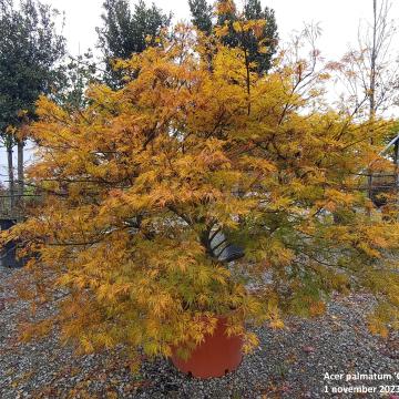 Acer palmatum 'Green Globe'