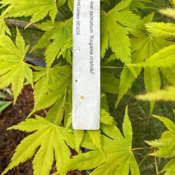 Acer palmatum 'Kogane nishiki'