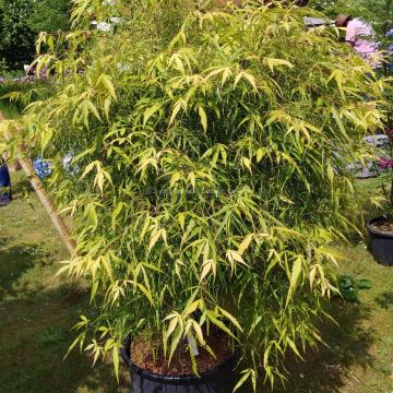 Acer palmatum 'Koto-no-ito'