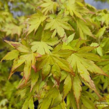 Acer palmatum 'Orange Dream'