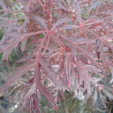 Acer palmatum 'Ornatum' Free Spirit Range