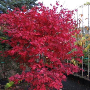 Acer palmatum 'Osakazuki'