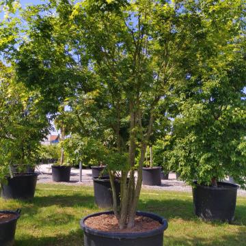 Acer palmatum 'Polymorphum'