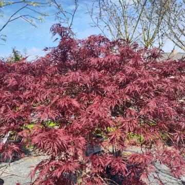 Acer palmatum 'Red Dragon' (Dissectum Group)
