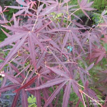 Acer palmatum 'Red Pygmy'