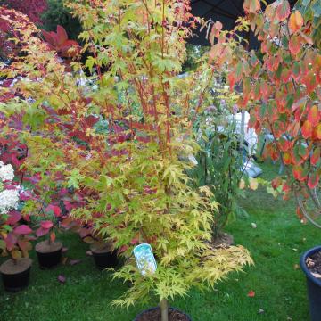 Acer palmatum 'Sangokaku'