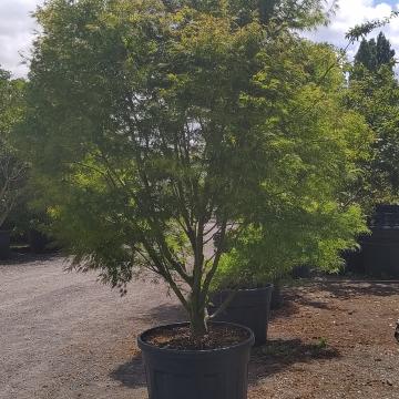 Acer palmatum 'Seiryu'