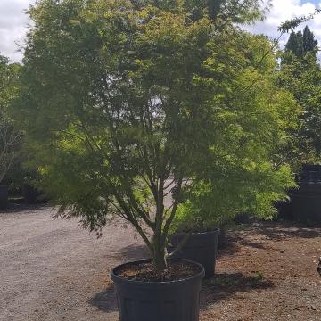 Acer palmatum 'Seiryu'