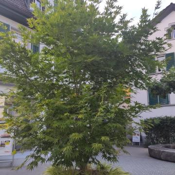 Acer palmatum 'Sumi-nagashi'