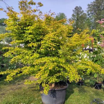 Acer palmatum 'Sode nishiki'