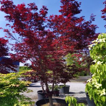 Acer palmatum 'Shojo-nomura'