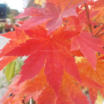 Acer pseudosieboldianum subsp takesimense