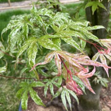 Acer palmatum 'Ukigumo'