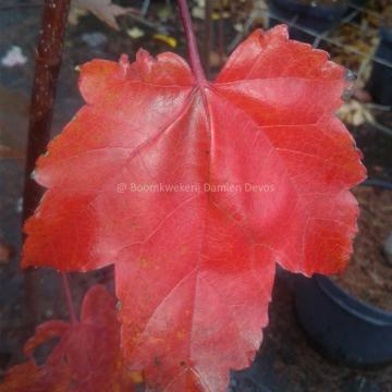 Acer rubrum 'October Glory'