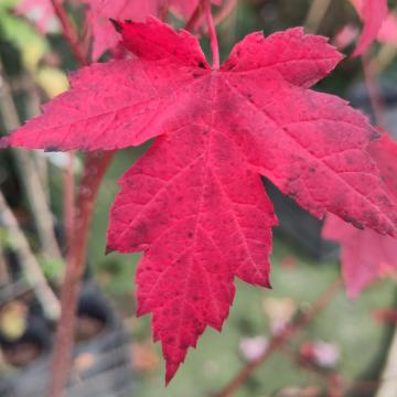 Acer rubrum 'Redpointe' ®