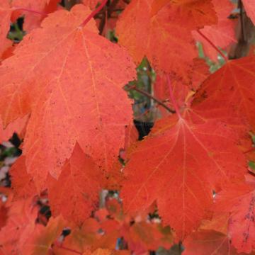 Acer rubrum 'Red Sunset'