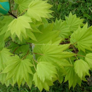 Acer shirasawanum 'Aureum'