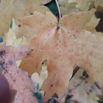 Acer saccharum subsp. grandidentatum