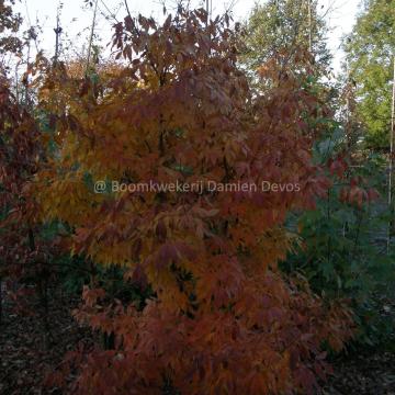 Acer triflorum