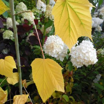 Acer tegmentosum 'White Tigress'