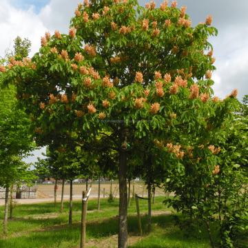 Aesculus mutabilis 'Induta'