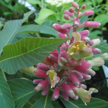 Aesculus pavia 'Purple Spring'