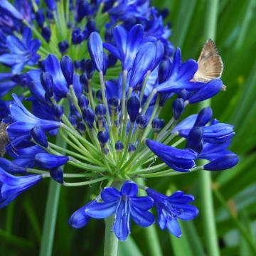 Agapanthus 'Maurice'