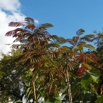 Albizia julibrissin 'Evi's Pride' ( syn 'Evi's Purple')