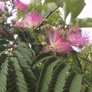 Albizia julibrissin 'Ombrella' Boubri 