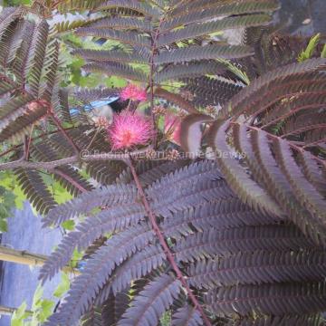 Albizia julibrissin 'Summer Chocolate' ®