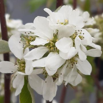 Amelanchier alnifolia 'Saskatoon Berry'®