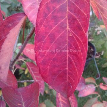 Amelanchier arborea 'Tradition' (= 'Tramzan')