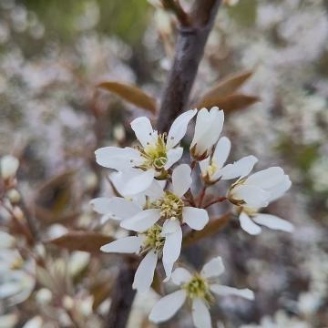 Amelanchier 'Ballerina'