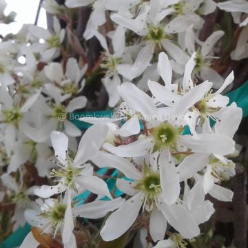 Amelanchier lamarckii