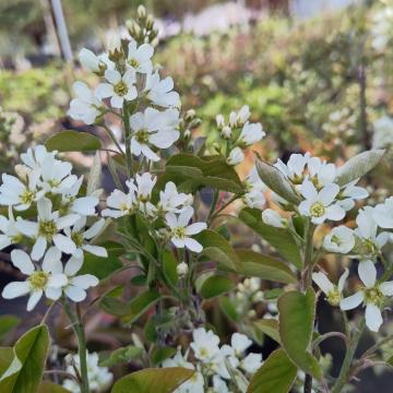 Amelanchier ovalis (= A. rotundifolia)