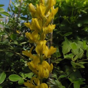 Argyrocytisus battandieri