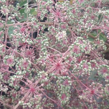 Aralia elata 'Silver Umbrella'