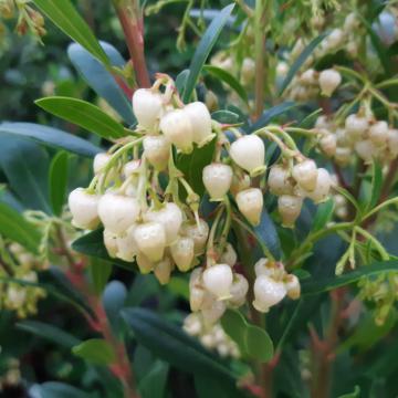 Arbutus unedo 'Compacta'