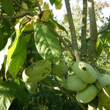 Asimina triloba