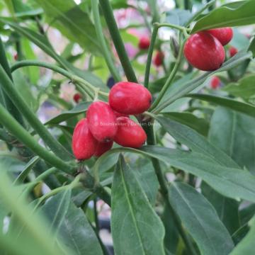 Aucuba japonica 'Salicifolia'