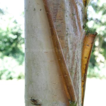 Betula albosinensis 'Fascination'