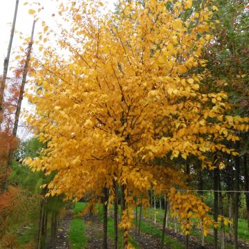 Betula alleghaniensis