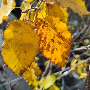 Betula albosinensis 'Pink Champagne'