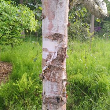 Betula szechuanica