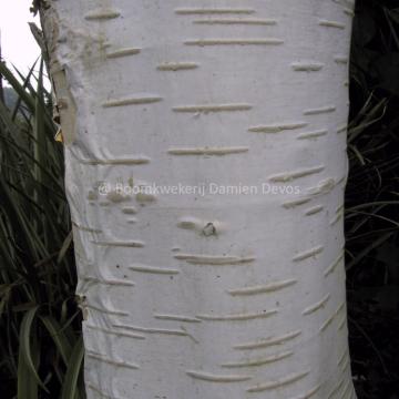 Betula utilis subsp. jacquemontii