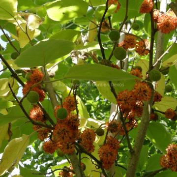 Broussonetia papyrifera