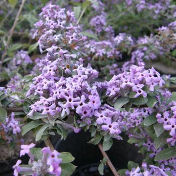 Buddleja alternifolia 'Argentea'