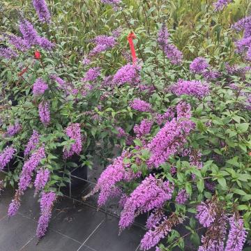 Buddleja 'Argus Velvet' ®