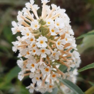 Buddleja davidii 'Buzz Ivory'